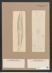 Pleurosigma attenuatum var. caspium (Kuetz.) W.Sm. (de-Toni-Nr.: Genus 13, Species 1062) Zeichnungen Sammlung Grunow Nr. 1910 (NHMW-BOT-W0369033)